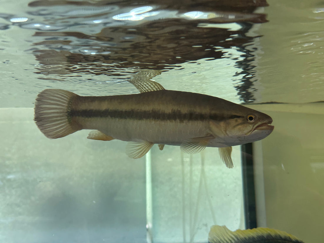 XL Gold Wolf (9-10”)