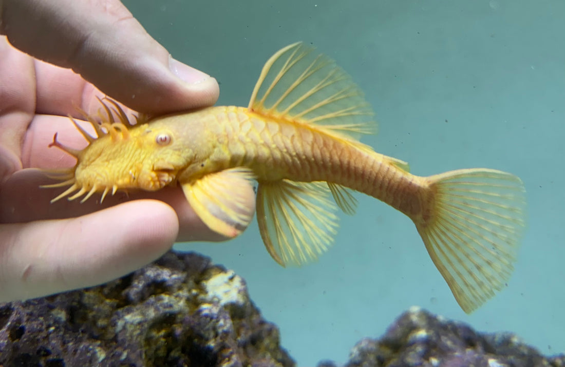 XL Albino Bushynose Pleco (4”)