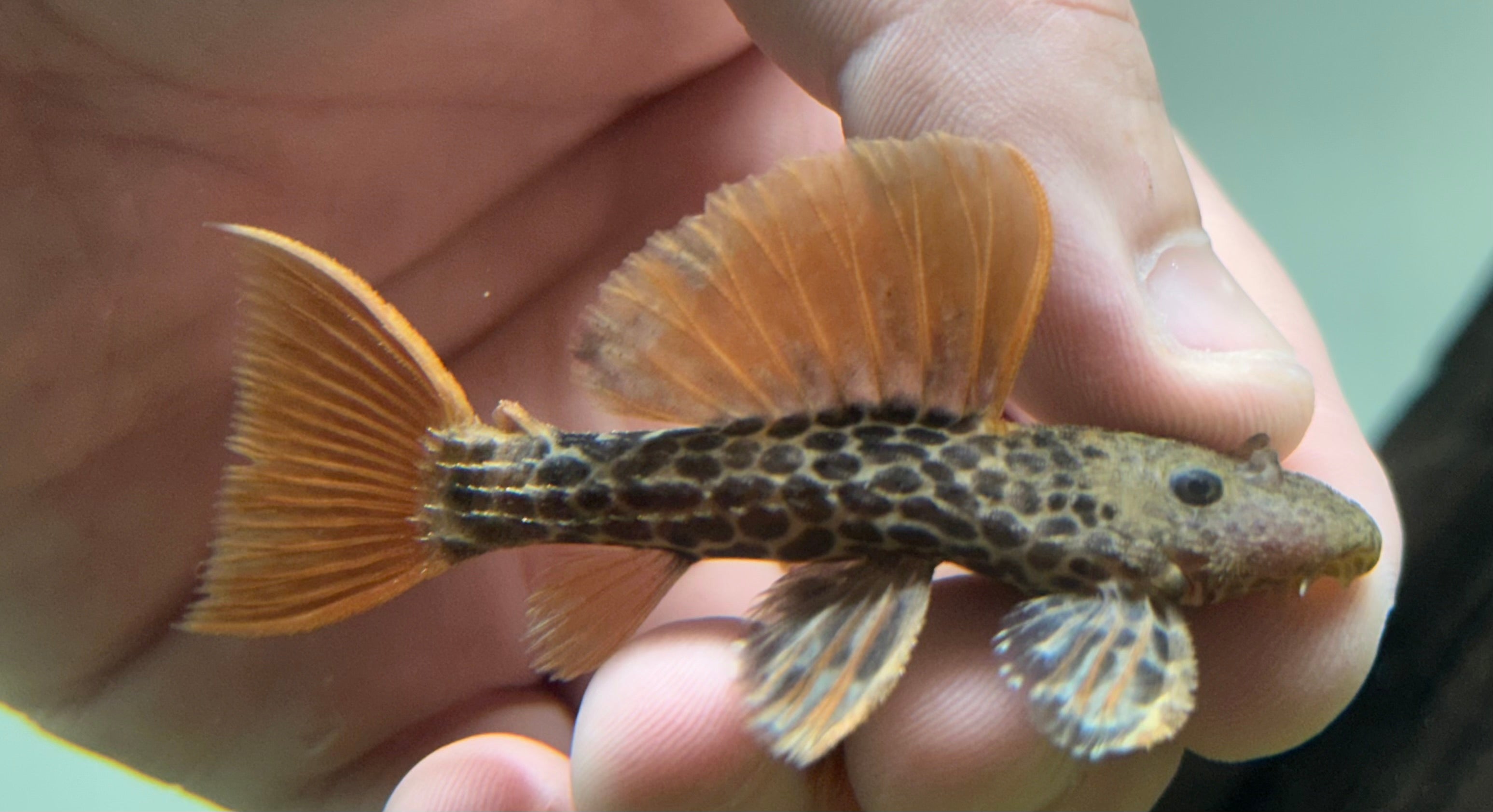 L600 Leopard Cactus Pleco (2.5”)