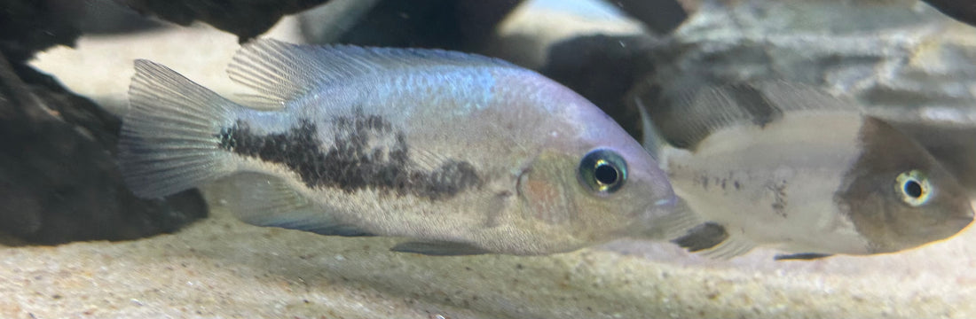 Mármol Fenestratus Vieja (1,5”)