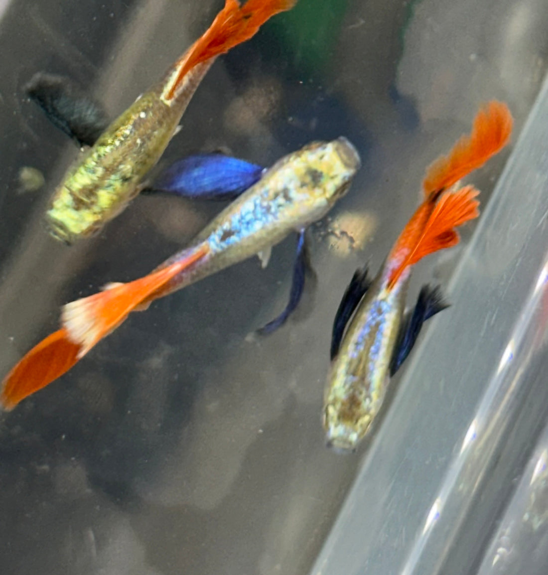 Dumbo Ear Red Sapphire Guppy Pair (1-1.25”)