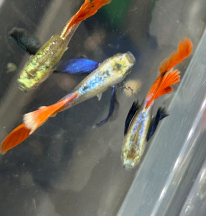 Dumbo Ear Red Sapphire Guppy Pair (1-1.25”)