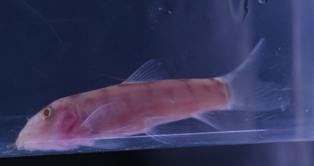 Albino Yo Yo Loach (1.5-2”)