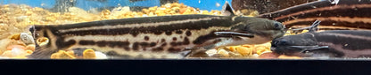 Elongated Driftwood Catfish (5-6”)