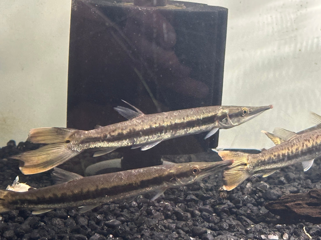 Bicuda Giant Pike Characin (7-8”)