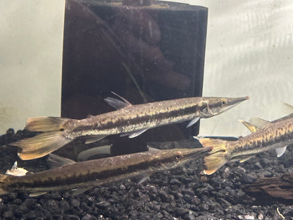 Bicuda Giant Pike Characin (7-8”)