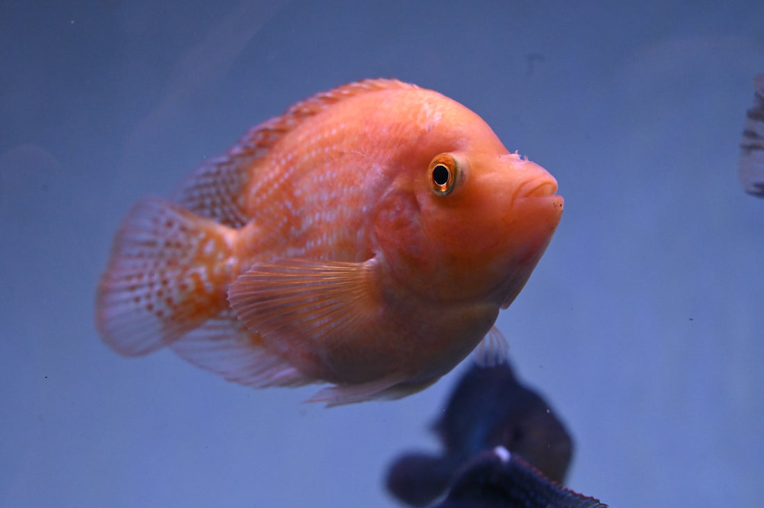 Shortbody Goldenbase Flowerhorn Hybrid (3-4”)