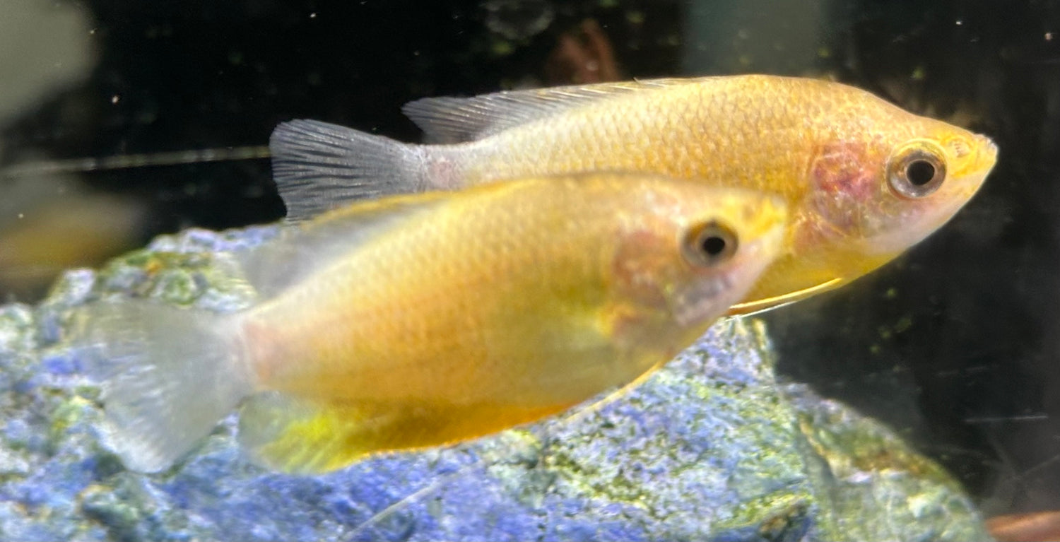 Large Honey Gourami (1.5-2”)
