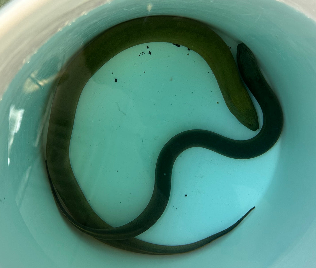 XL Marble Swamp Eel (16-18”+)