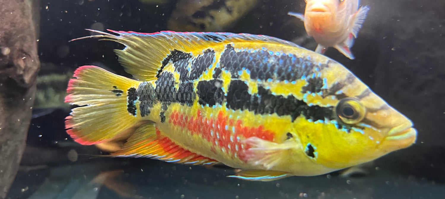 LARGE Salvini Cichlid Breeding Pair (6-7”)