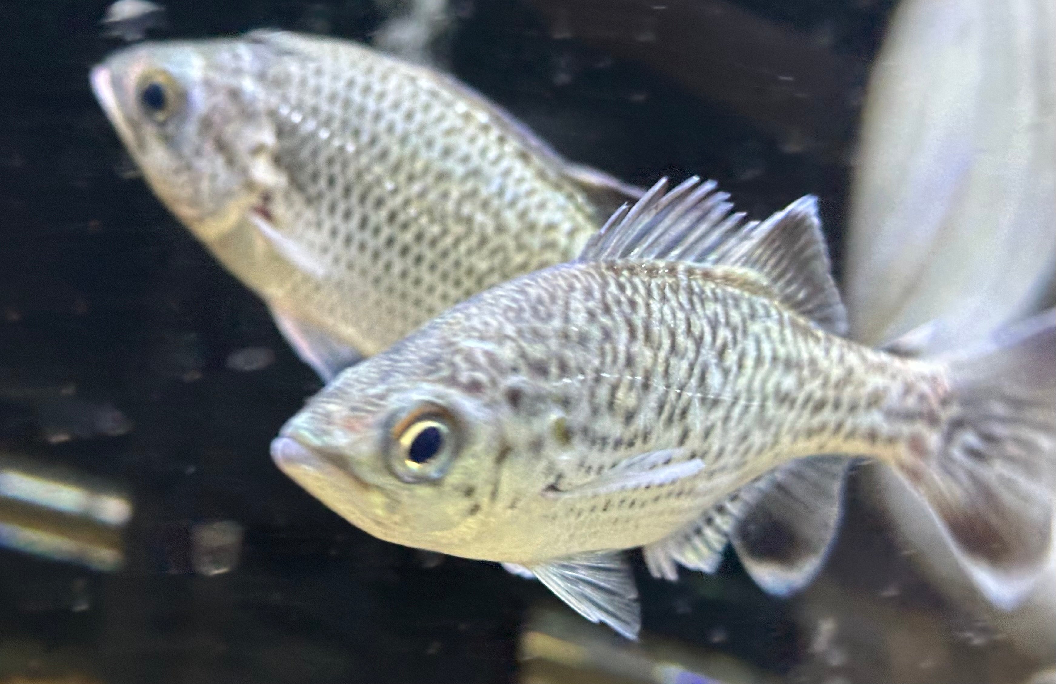 Jungle Perch (4-4.5”)
