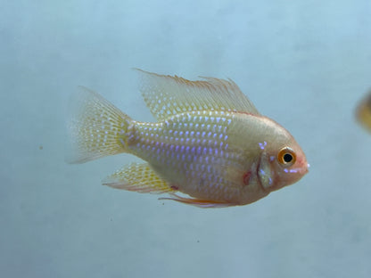 Jumbo Gold Ram (1.75-2”)