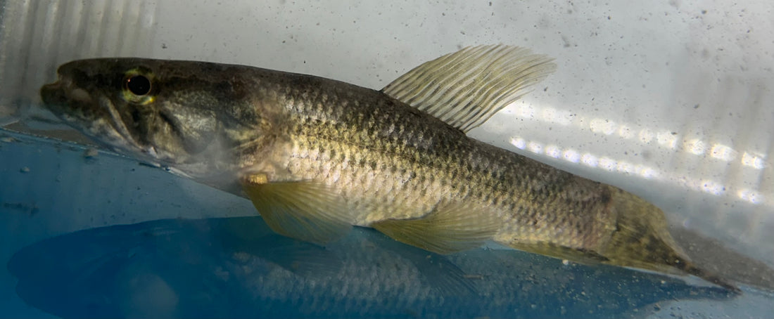 Malabaricus Wolf Fish (5.5-6”)