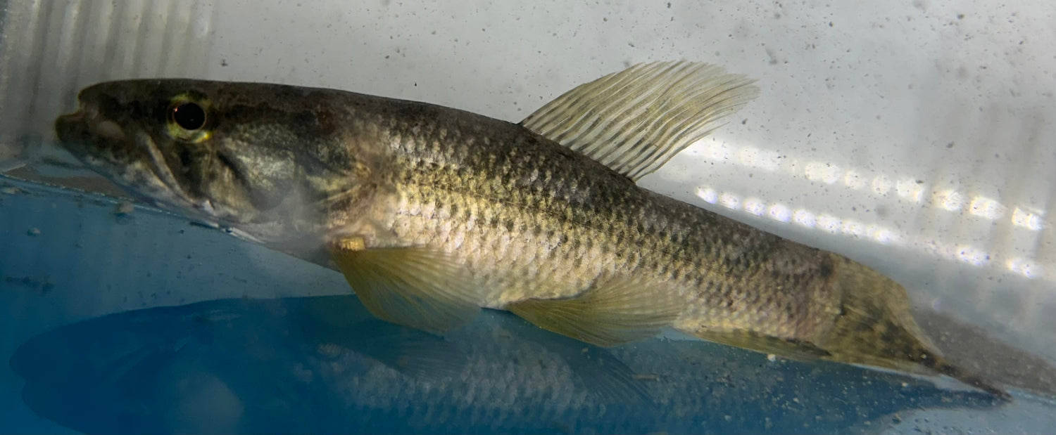 Malabaricus Wolf Fish (5.5-6”)