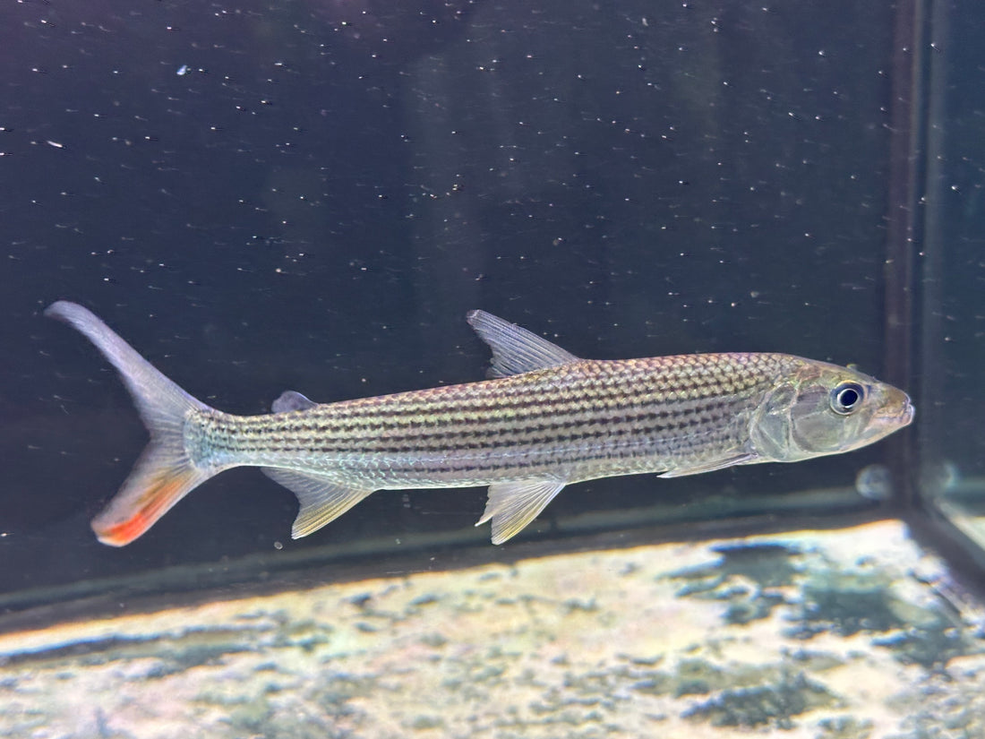 LARGE Vittatus Tiger Fish (9”)