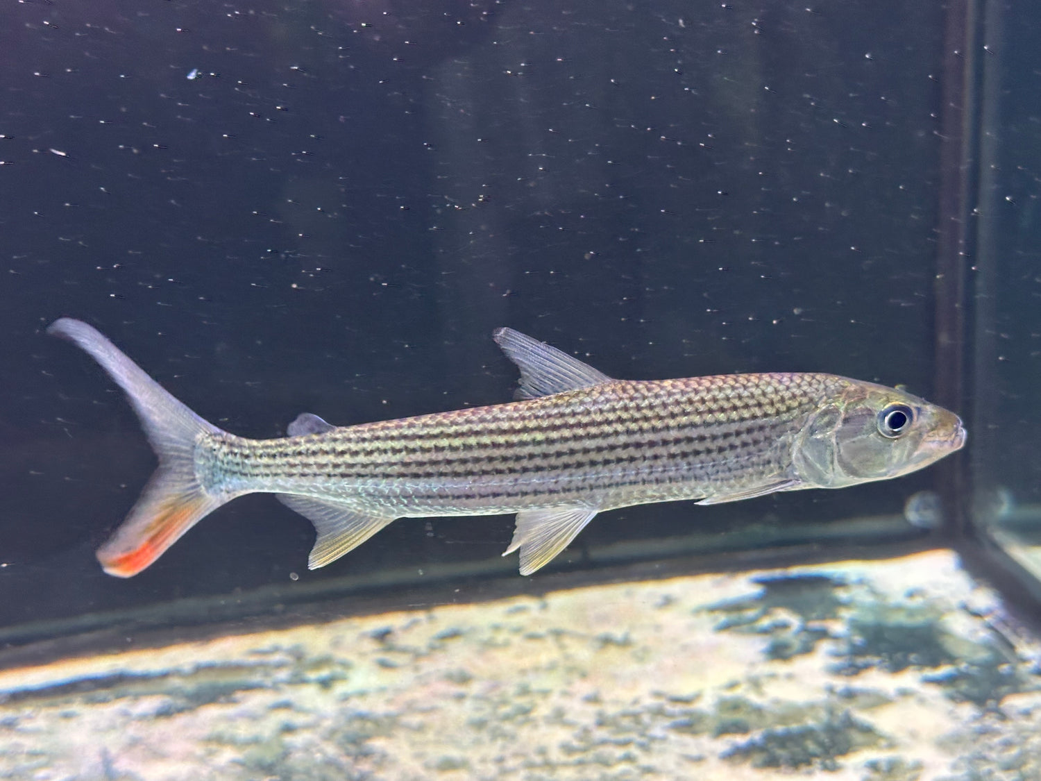 LARGE Vittatus Tiger Fish (9”)