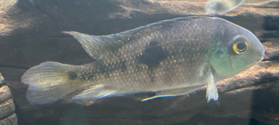 Nicaraguense Cichlid Breeding Pair (4-6”)