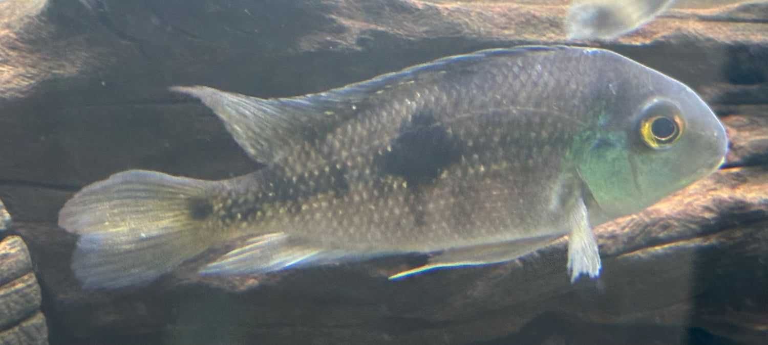 Nicaraguense Cichlid Breeding Pair (4-6”)