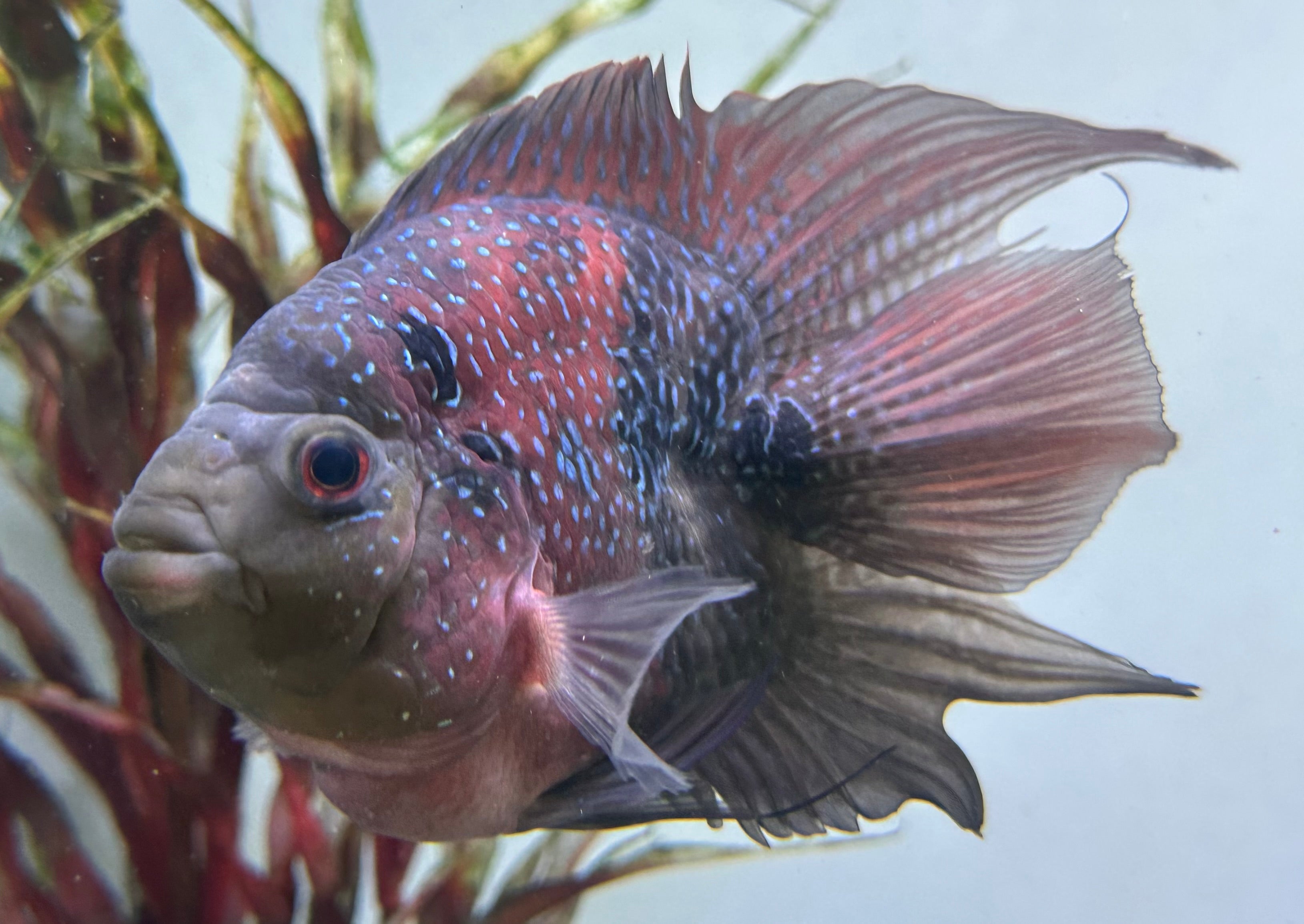 LARGE Shortbody Flowerhorn (5”)