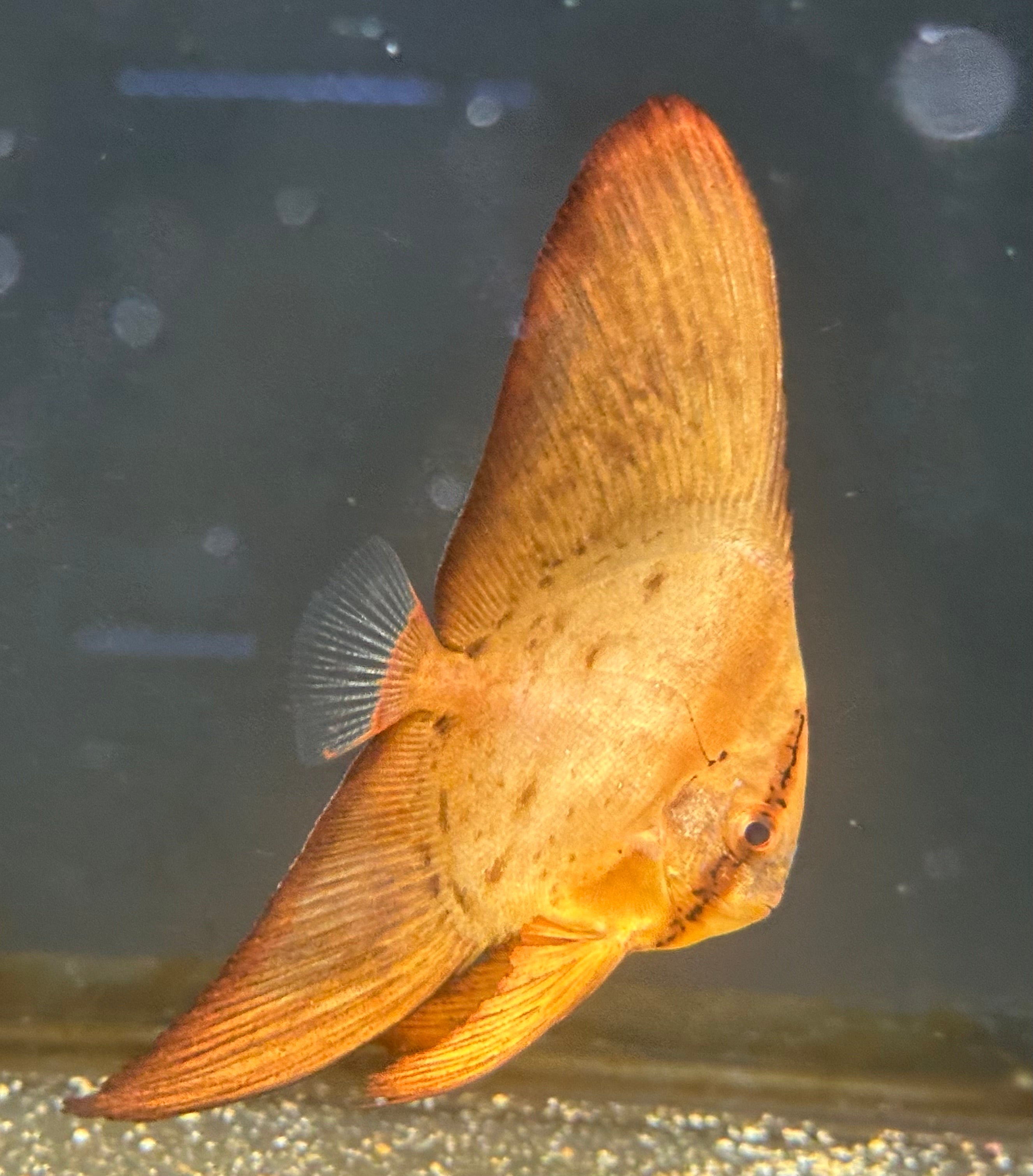 Orbit Batfish (4-4.5”)