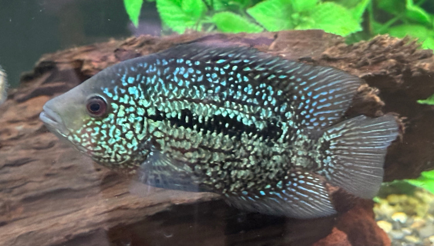 Red Texas Cichlid (6”)