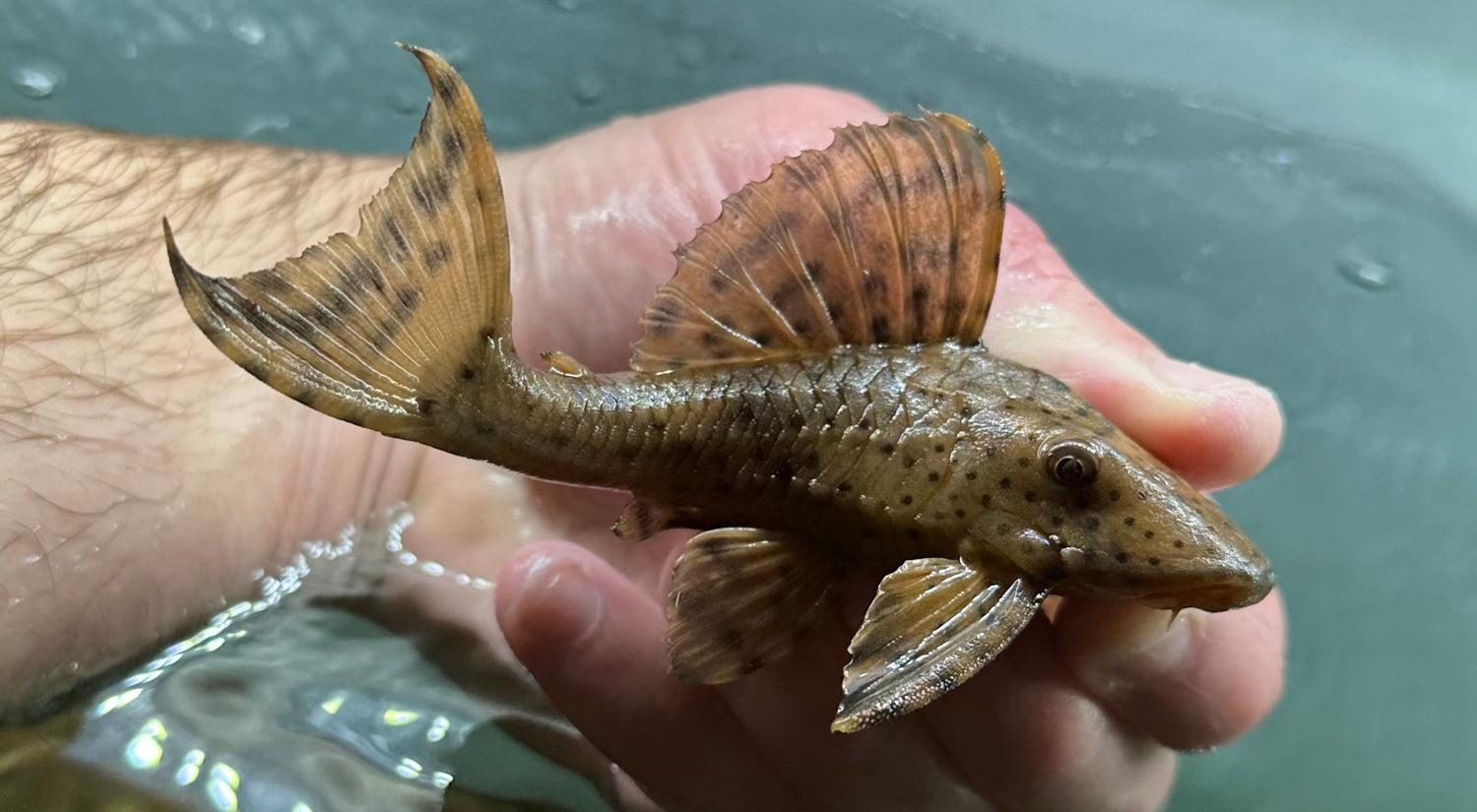 L050 Humpback Pleco (5”)