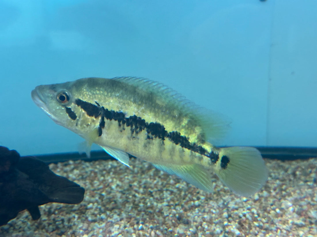 Dovii Cichlid (6”)