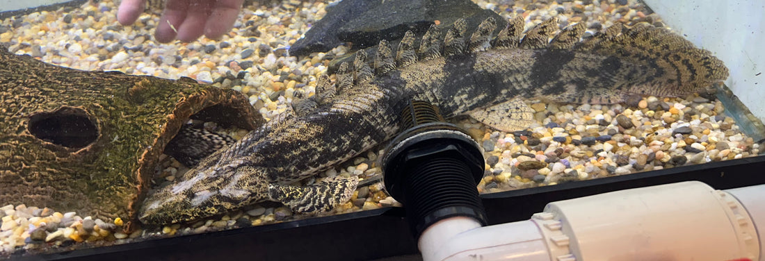 Jumbo Endlicheri Polypterus (18-20”)
