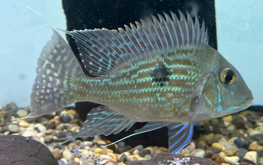 Sveni Geophagus Cichlid (5”)