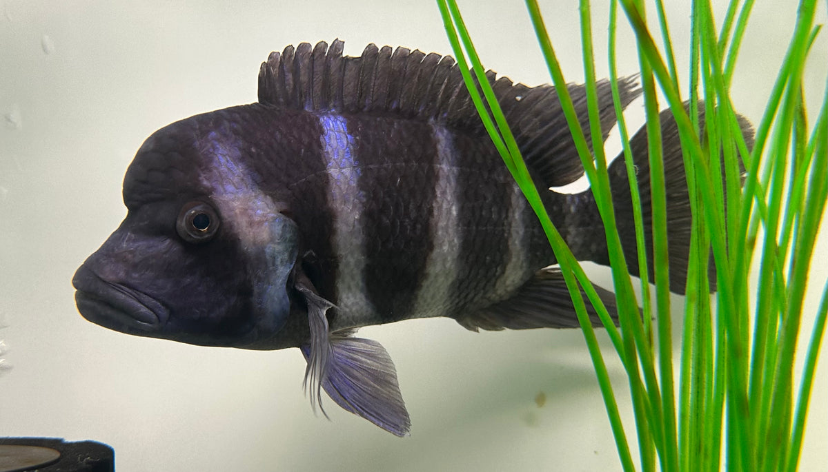 Jumbo Blue Moba Frontosa (7-8”)