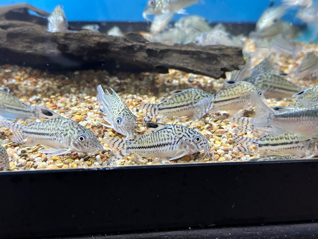 LARGE Julii Cory (1.5”+)