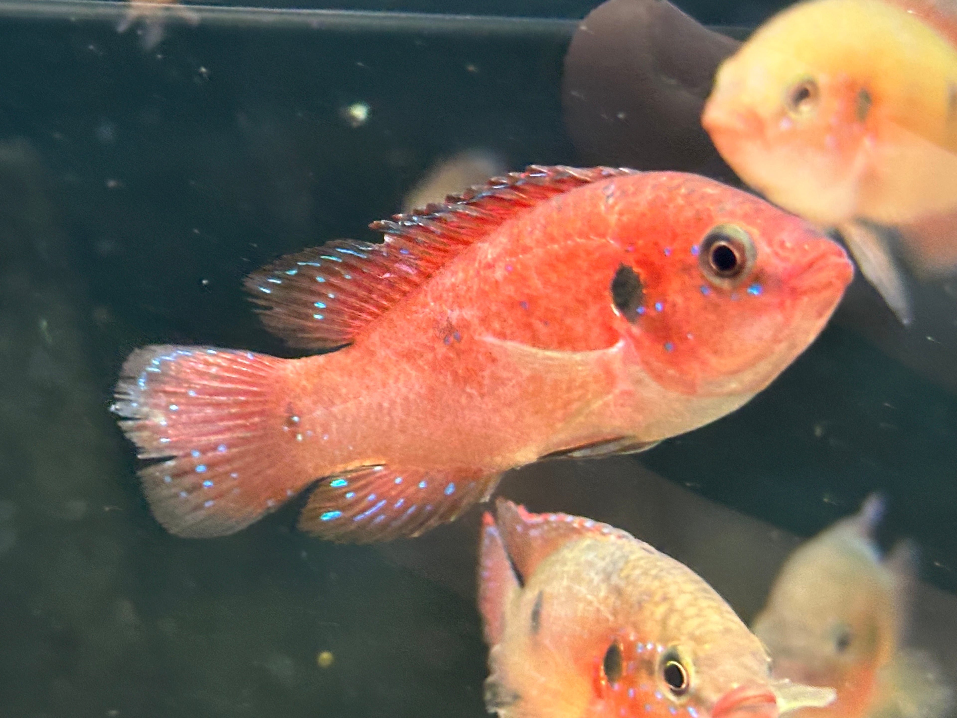 Red Jewel Cichlid (2.5-3”)