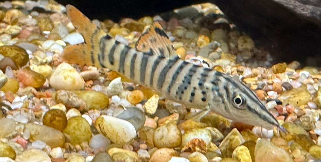 Redtail Tiger Loach (3”)