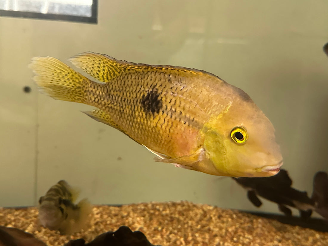 XL Nicaraguense Cichlid (7”)