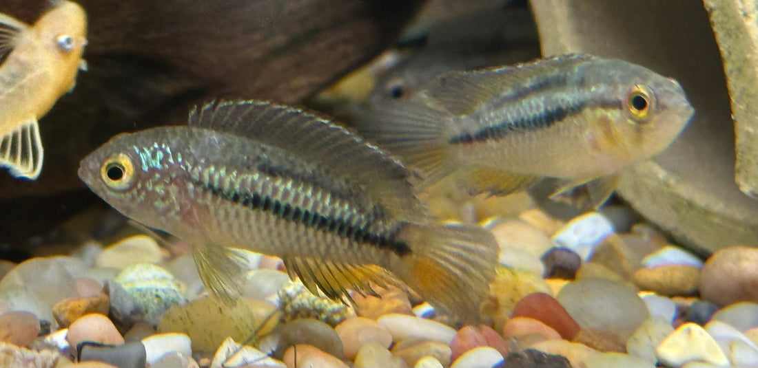 Nannacara annomala Dwarf Cichlid (1.25-1.5”)