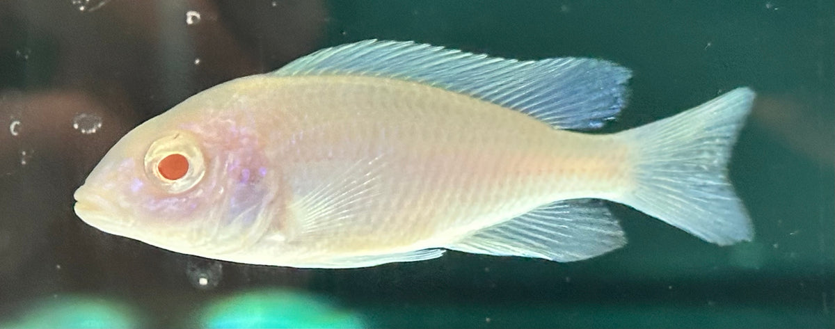 Albino Blue Dolphin Moori Cichlid (2-2.25”)