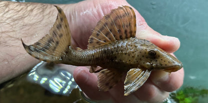 L050 Humpback Pleco (5”)