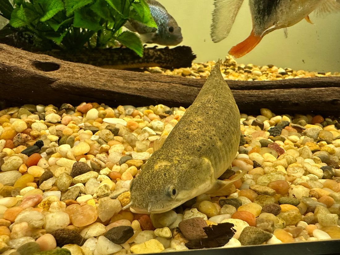 Marble Senegal Polypterus (6-7”)