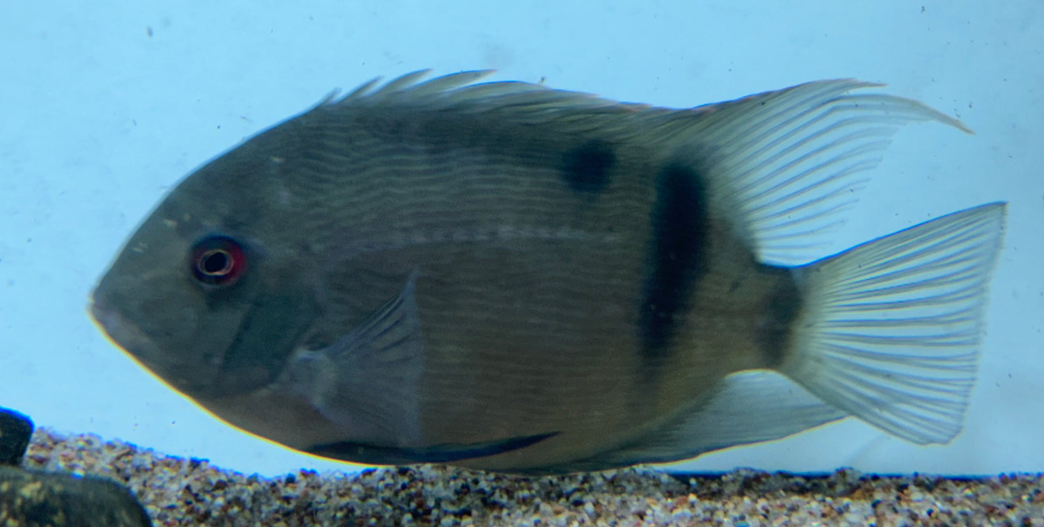 LARGE Panda Uaru (5.5-6”)