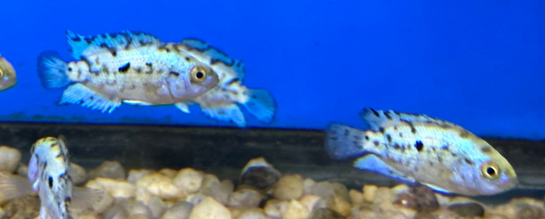 Electric Blue Jack Dempsey (1-1.25”) *A Grade*