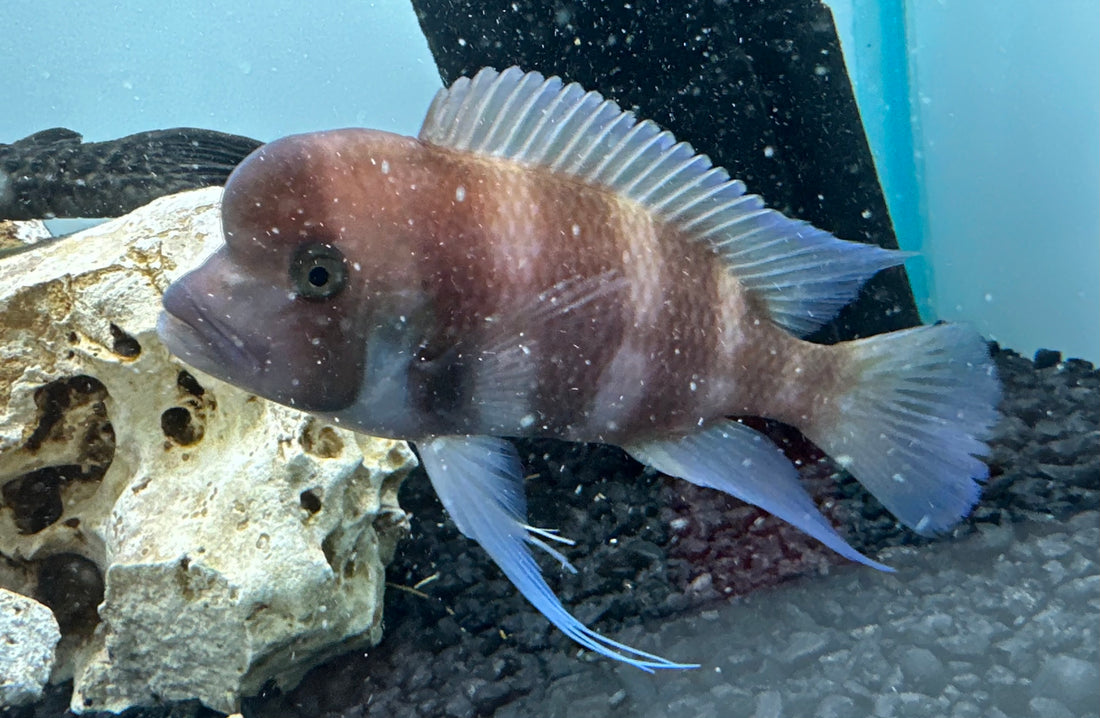 Red Frontosa Cichlid (5-6”)