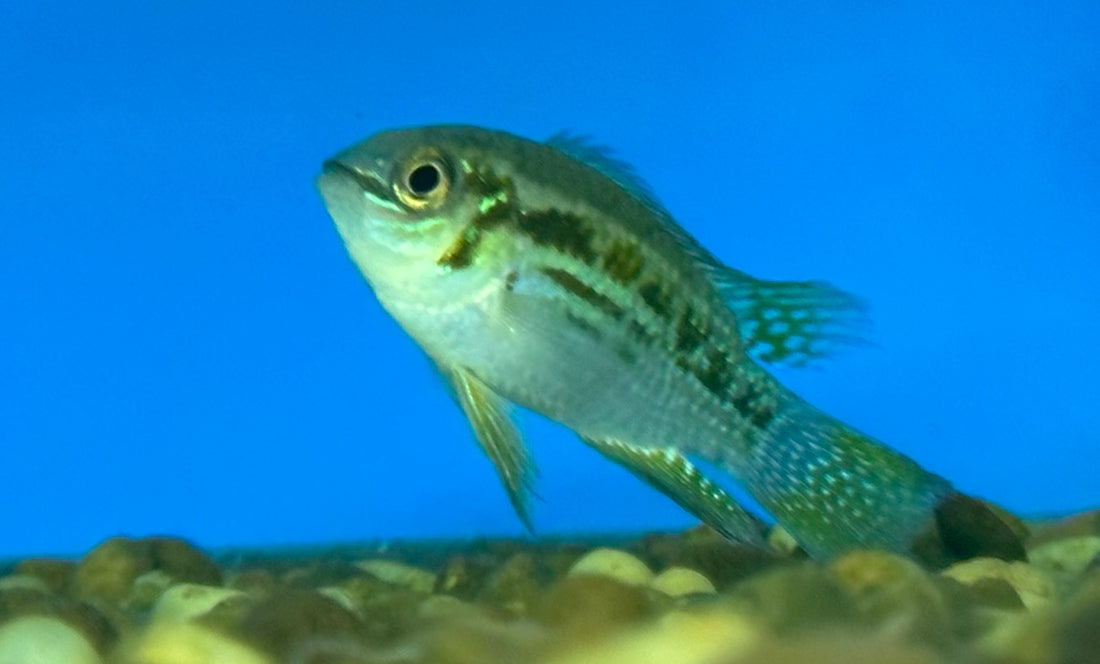 Buckelkopf Araguaia Dwarf Acara (2-2.5”)