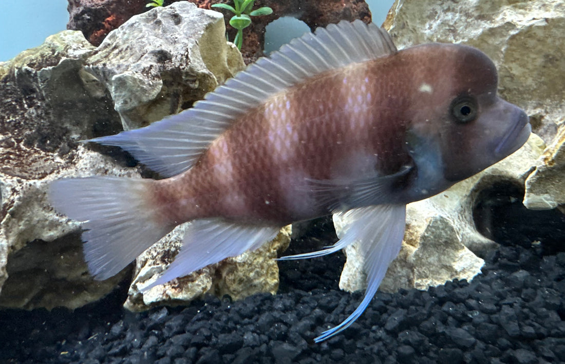 Red Frontosa Cichlid (5-6”)