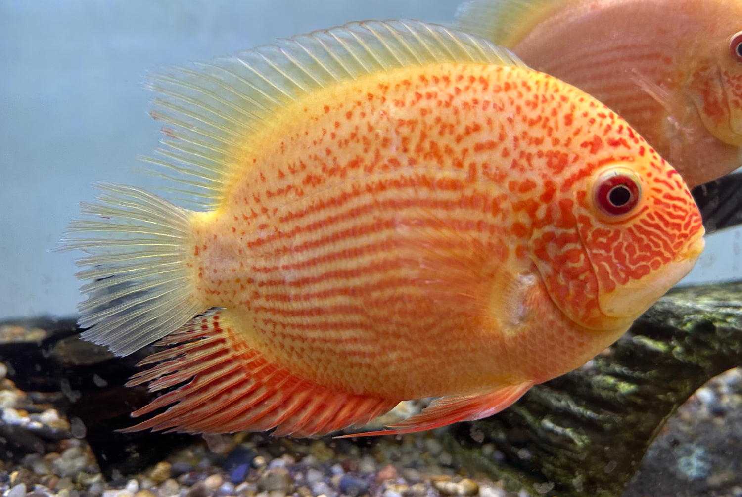 XL Red Severum (6”)