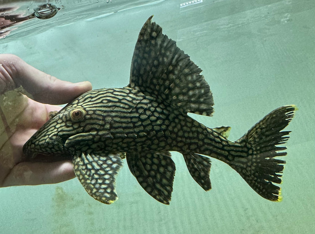 L330 1/2 Spotted Watermelon Royal Pleco (7-8”)