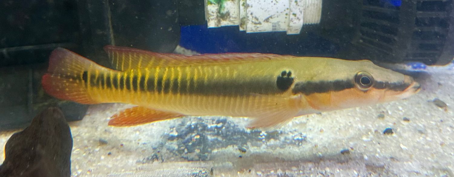 Zebrina Pike Cichlid (7-8”)