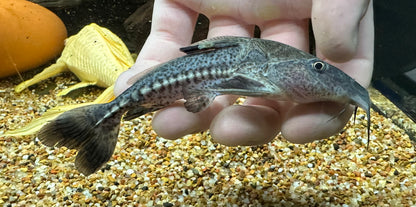 Ripsaw Catfish (5-6”)