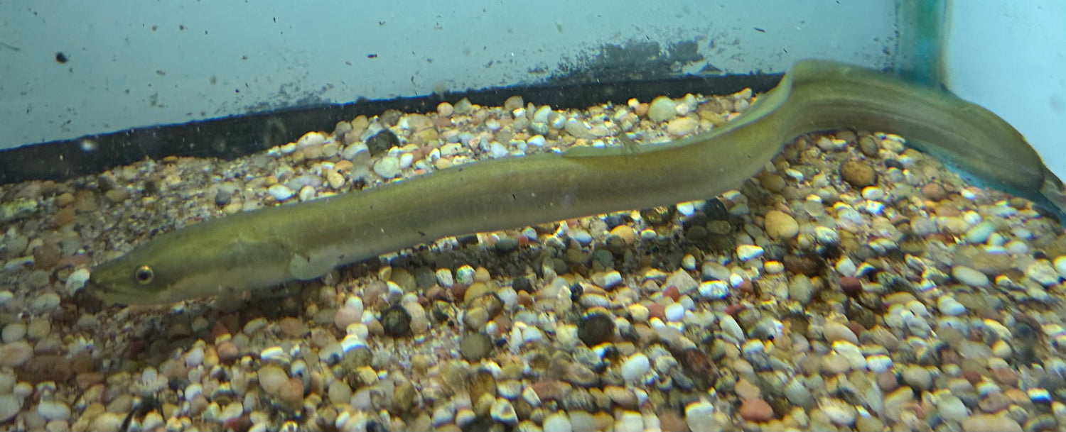 American Eel (8-9”)