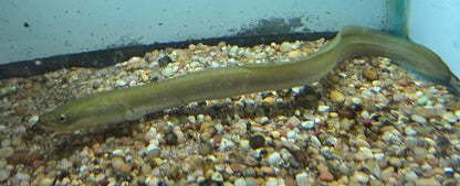 American Eel (8-9”)