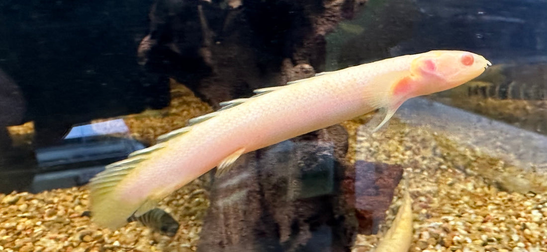 Albino Senegal Polypterus (2.5”)
